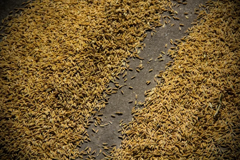 دانه های زیره و راه و روش مصرف آن