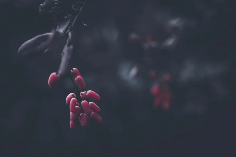 دانه های زرشک روی شاخه