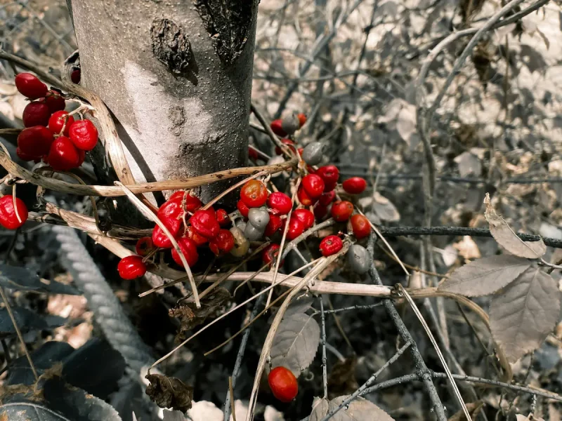 میوه های قرمز چری روی درخت