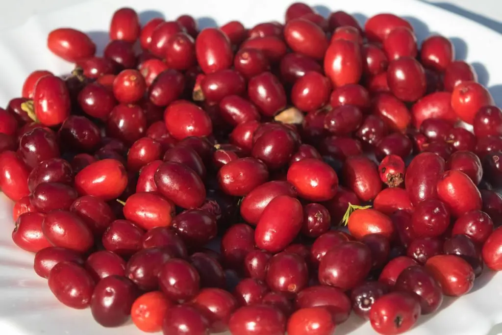 زغال اخته میوه ای ترش و قرمز با خواص آنتی اکسیدان