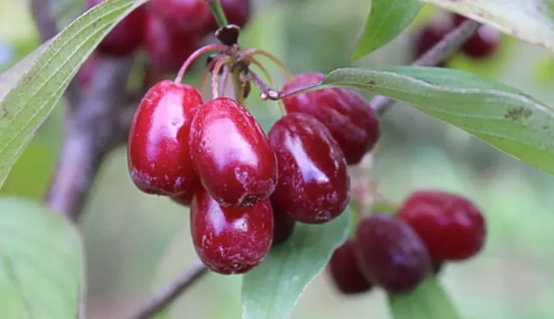 زغال اخته روی شاخه درست مناسب برای لواشک و دمنوش