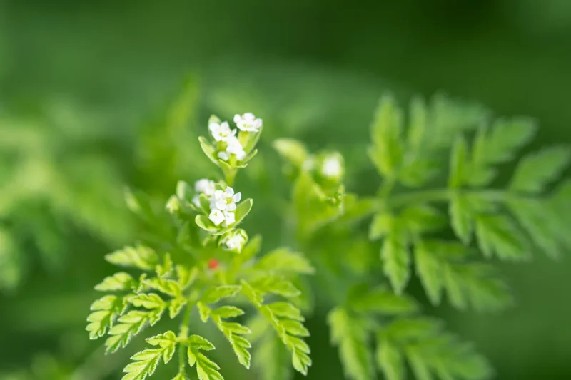 خواص شاهره به عنوان یک گیاه دارویی مفید