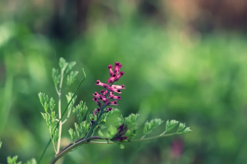 گیاه شاه تره در طبیعت
