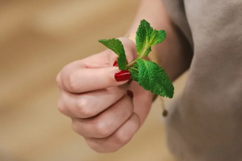 برگ نعناع در دست