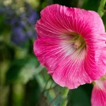 گل ختمی صورتی (Alcea rosea) روی بوته