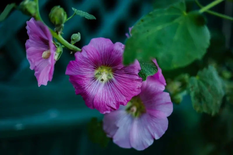 گل های ختمی بنفش