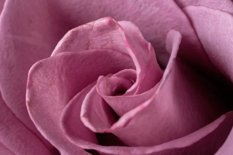 گل محمدی با خواص آرامش بخش