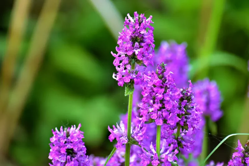 گل بنفش و زیبای شاه تره