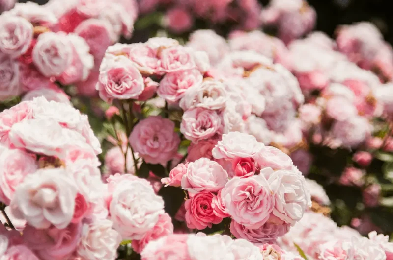 گل های محمدی یا رز