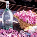 گلاب گل محمدی یا رز با خواص فوقالعاده