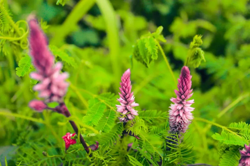 طبع شاه تره سرد است