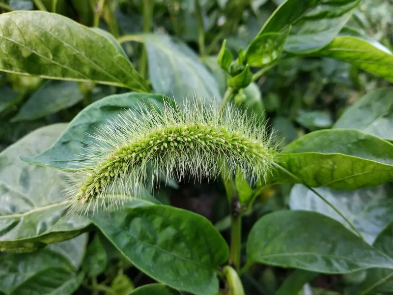 گیاه بارهنگ با برگ پهن و دانه های خوراکی