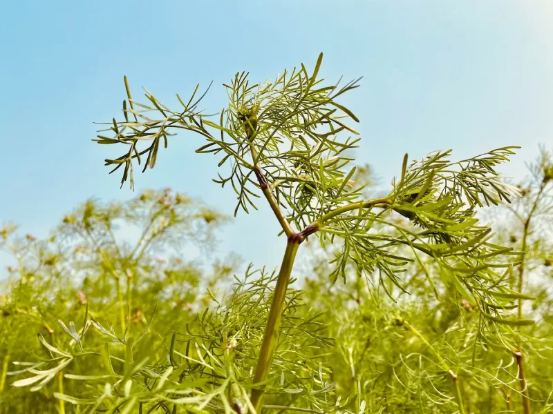 گیاه کومین 