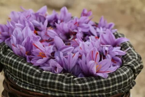 زعفران با خواص شادی آور