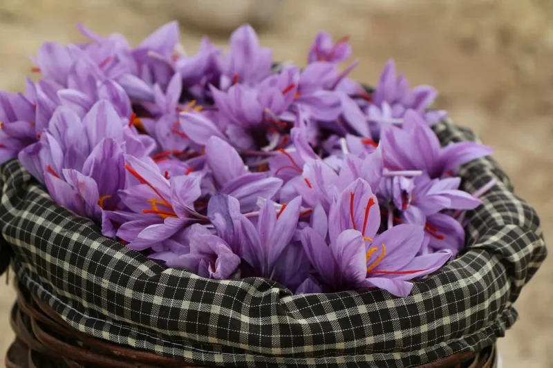 زعفران با خواص شادی آور