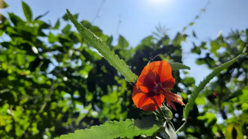 نمای یک باغ با گل های وحشی