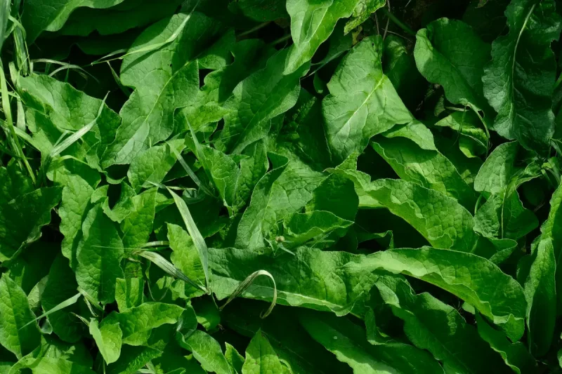 برگ های سبز کاسنی