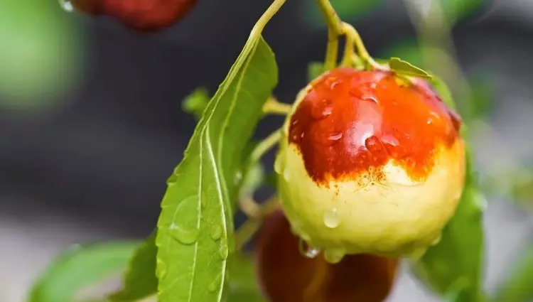 یک عدد عناب تر و تازه