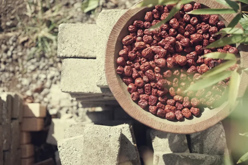 عناب خشک شده در ظرف سفالی