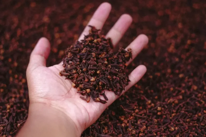 میخک به عنوان ادویه یا گیاه دارویی با خواص اعجاب انگیز