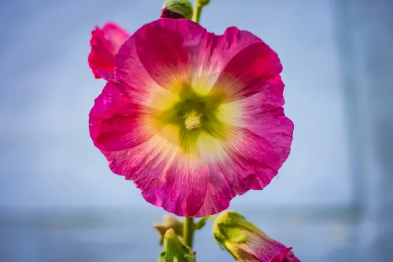 گل پنیرک با خواص زیاد برای سرفه و گلو
