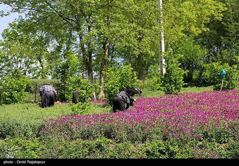 گل گاوزبان و تاثیرات آن برای سلامتی کلیه