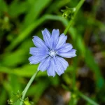 کاسنی گل آبی با خواص زیاد