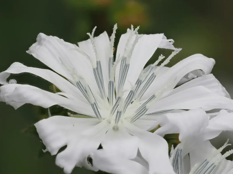 کاسنی با گل سفید