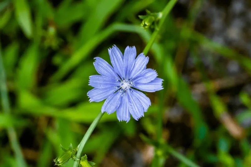 کاسنی گل آبی با خواص زیاد