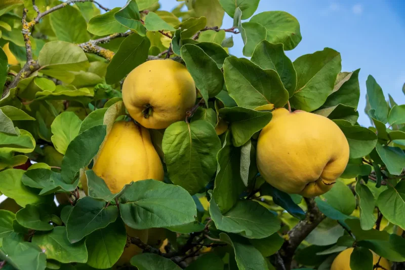 کرکیبات به که برای قلب مفید هستند