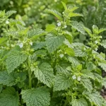 بوته بادرنجبویه Melissa officinalis با برگ‌های چین‌دار و گل‌های سفید کوچک