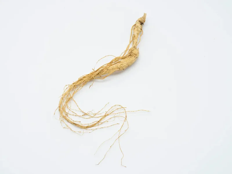 ریشه گیاه جینسینگ