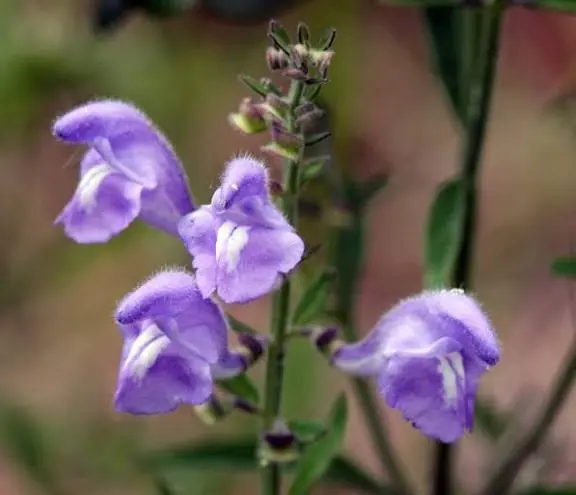 گل های قاشقک امریکایی