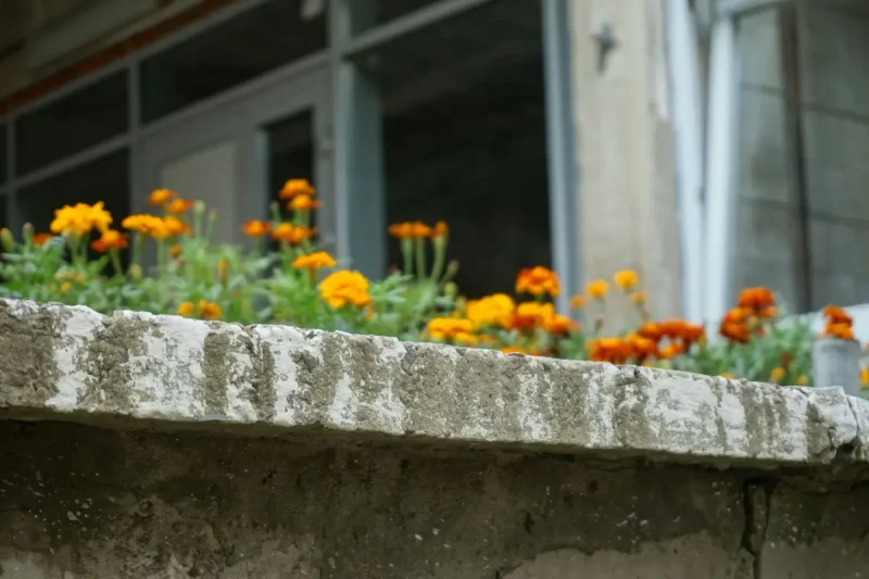 خانه ای با باغچه گل همیشه بهار