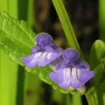 قاشقک از نمای نزدیک