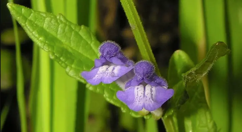 قاشقک از نمای نزدیک