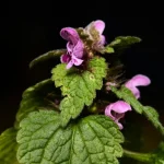 گیاه بادرنجبویه از نمای نزدیک