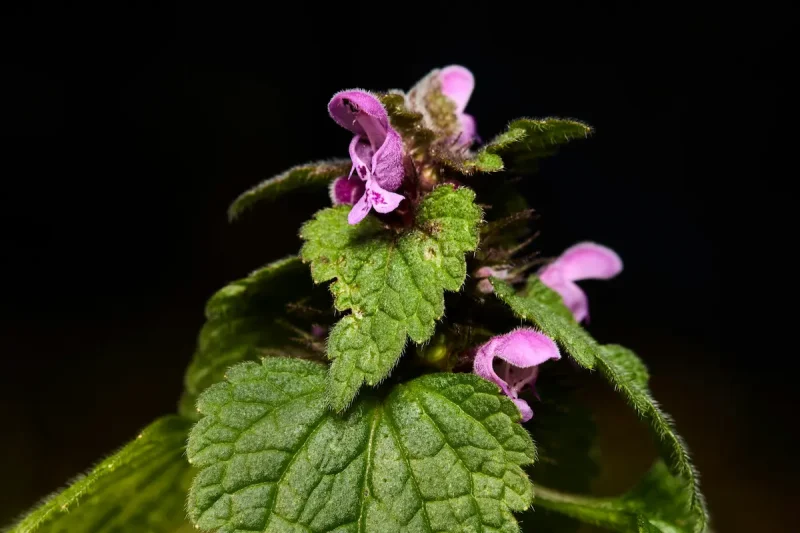 گیاه بادرنجبویه از نمای نزدیک