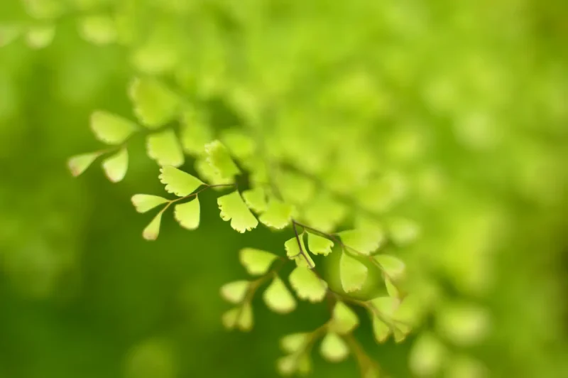 پر سیاوشان از نمای نزدیک