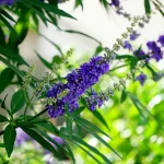 گیاه پنج انگشت با خواص زیاد برای زنان