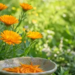 گل همیشه بهار گیاهی مفید برای گوارش