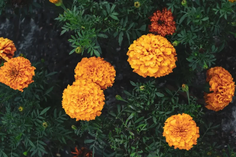 گل همیشه بهار نارنجی و مفید برای سرما خوردگی