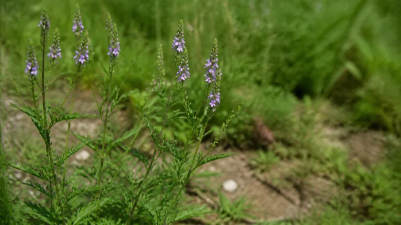 برگ‌ها و گل‌های ریز بنفش شاه‌پسند دارویی Verbena officinalis برای شناخت گیاه
