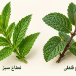 مقایسه شاخه و برگ نعناع سبز و نعناع فلفلی کنار نام هر گیاه